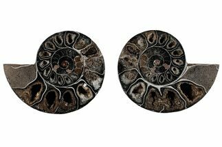 Cut/Polished Ammonite (Phylloceras?) Pair - Unusual Black Color #166031