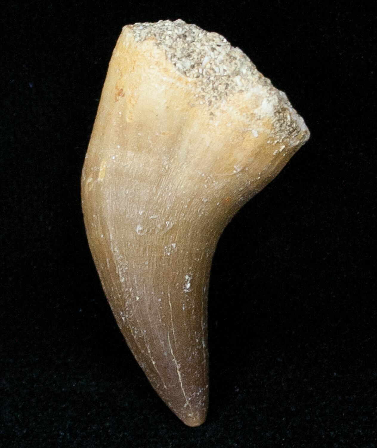 mosasaur tooth price