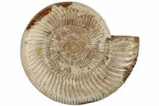 6.6" Jurassic Ammonite (Perisphinctes) - Madagascar - Fossil #199229