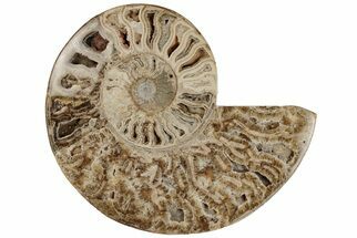 9.5" Choffaticeras ("Daisy Flower") Ammonite Half - Madagascar - Fossil #199240