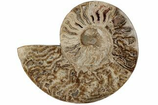 Choffaticeras (Daisy Flower) Ammonite Half - Madagascar #199241