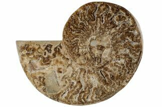 9.7" Choffaticeras ("Daisy Flower") Ammonite Half - Madagascar - Fossil #199242