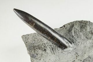 2.9" Jurassic Belemnite (Passaloteuthis) Fossil - Germany - Fossil #199268