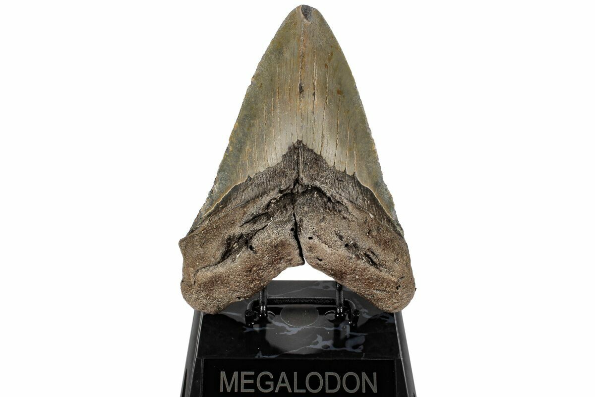 Giant 611 Fossil Megalodon Tooth 50 Foot Shark 199688 For Sale