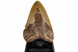 Very Heavy, 6.23" Fossil Megalodon Tooth - Monster Meg Tooth - Fossil #199692