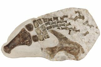 24" Fossil Plesiosaur Paddle & Pelvic Bone Association - Asfla - Fossil #199981