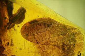 Very Rare, Partial Dragonfly Wing in Baltic Amber #200105