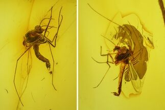 Three Fossil Flies (Chironomidae) In Baltic Amber #200119