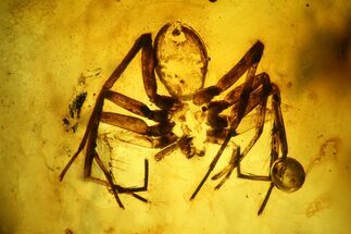Fossil Spider Exuviae (Araneae) In Baltic Amber #200145