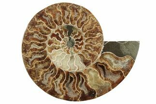 7.1" Cut & Polished Ammonite Fossil (Half) - Madagascar - Fossil #200107