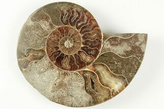 Bargain, 3.45" Cut & Polished Ammonite Fossil (Half) - Madagascar - Fossil #200063