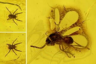 Detailed Fossil Wasp (Chalcidoidea) and Mite (Acari) in Baltic Amber #200246
