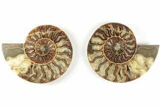 5.4" Cut & Polished, Agatized Ammonite Fossil - Madagascar - Fossil #200014