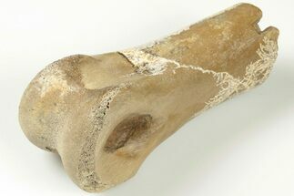 Partial Ornithomimus Toe Bone - Judith River Formation #200262