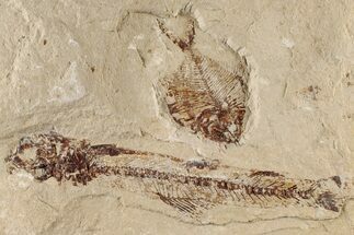Cretaceous Fish (Diplomystus & Charitosomus) Fossils - Lebanon #200280