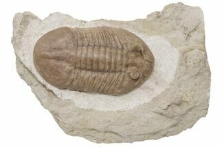 3.55" Large Asaphus Plautini Trilobite Fossil - Russia - Fossil #200405