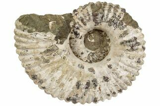 7.9" Bumpy Ammonite (Douvilleiceras) Fossil - Madagascar - Fossil #200345