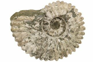 6.8" Bumpy Ammonite (Douvilleiceras) Fossil - Madagascar - Fossil #200346