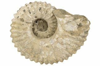 5.9" Bumpy Ammonite (Douvilleiceras) Fossil - Madagascar - Fossil #200347