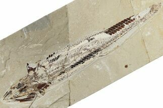 Cretaceous Viper Fish (Prionolepis) Fossil - Lebanon #200629
