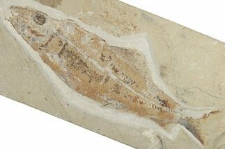 Cretaceous Fossil Fish (Sedenhorstia) - Hjoula, Lebanon #200634