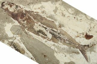 Cretaceous Fish (Scrombroclupea) Fossil - Lebanon #200638