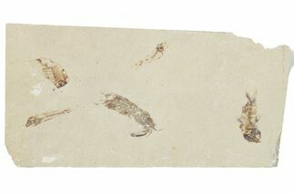 Fossil Mantis Shrimp (Pseudosculda) with Four Fish - Lebanon #200641