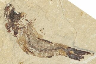 Cretaceous Fossil Fish (Hajulia) - Hakel, Lebanon #200688