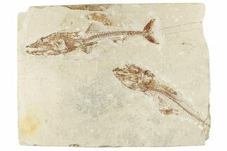 Cretaceous Predatory Fish (Eurypholis) - Fish In Stomach! #200646