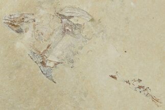 Bargain, 3.8" Cretaceous Crusher Fish (Coccodus) - Hjoula, Lebanon - Fossil #200750