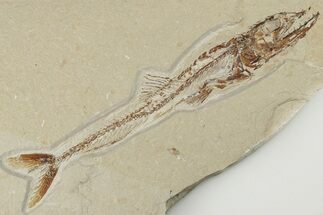 Cretaceous Predatory Fish (Eurypholis) Fossil - Hakel, Lebanon #200762