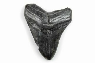 Fossil Megalodon Tooth - South Carolina #171085