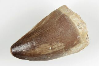 1.5" Fossil Mosasaur (Prognathodon) Tooth - Morocco - Fossil #201045