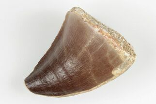 1.3" Fossil Mosasaur (Prognathodon) Tooth - Morocco - Fossil #201048