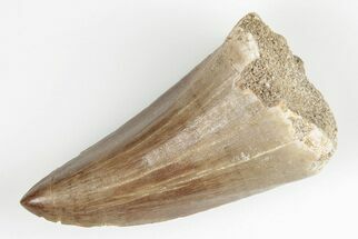 Fossil Mosasaur (Mosasaurus) Tooth - Morocco #201090