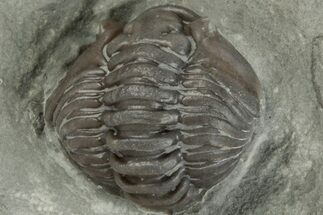 Enrolled Flexicalymene Trilobite In Shale - Mt Orab, Ohio #201094