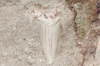 1.6" Otodus Shark Tooth Fossil in Rock - Eocene - Fossil #201174