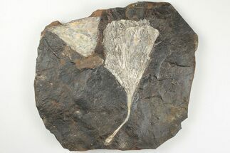 Two Fossil Ginkgo Leaves From North Dakota - Paleocene - Fossil #201286