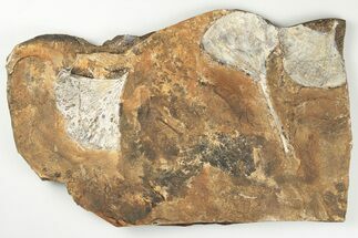 Three Fossil Ginkgo Leaves From North Dakota - Paleocene #201287