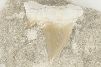 Otodus Shark Tooth Fossil in Rock - Oulad Abdoun Basin, Morocco #201149