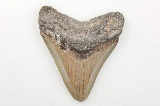 Serrated, 3.02" Fossil Megalodon Tooth - North Carolina - Fossil #200701