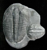 Double Elrathia Trilobite & - Utah #12506