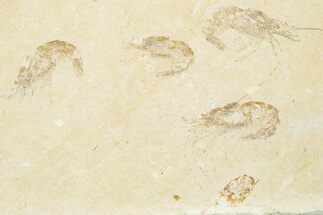 Four Cretaceous Fossil Shrimp (Carpopenaeus) - Hjoula, Lebanon - Fossil #201359
