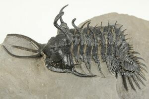 希少❗️ヤンキーズFossil How A Rare Fossil Lost In World War II Was Found