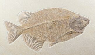 Superb Phareodus Fish Fossil - Wyoming #12658