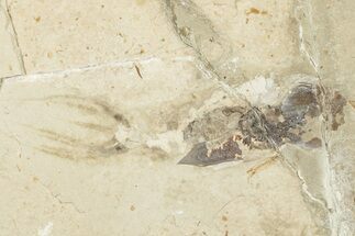 Cretaceous Fossil Squid with Tentacles & Ink Sac - Pos/Neg #201349