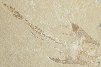 Cretaceous Crusher Fish (Coccodus) - Hjoula, Lebanon #201343