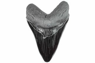 Realistic, Carved Obsidian Megalodon Tooth - Replica #202068
