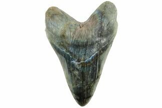 Realistic, Carved Labradorite Megalodon Tooth - Replica #202025