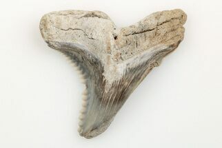 1.5" Snaggletooth Shark (Hemipristis) Tooth - Aurora, NC - Fossil #201819
